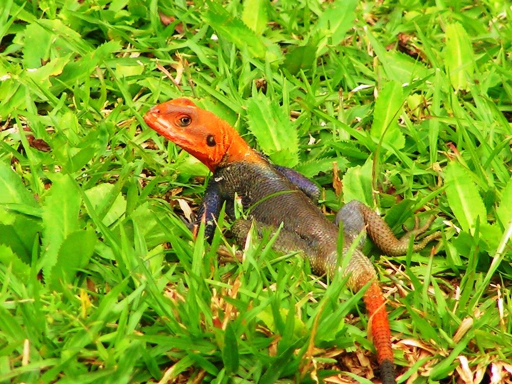 Kamerun - Nkongsamba - 2008